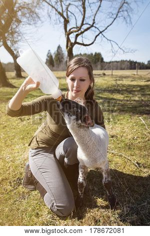 Woman feeding a hungry lamb with a bottle milk Hand raising and animal welfare