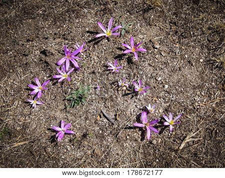Flowers at Pedrisa, Comunity of Madrid, Spain