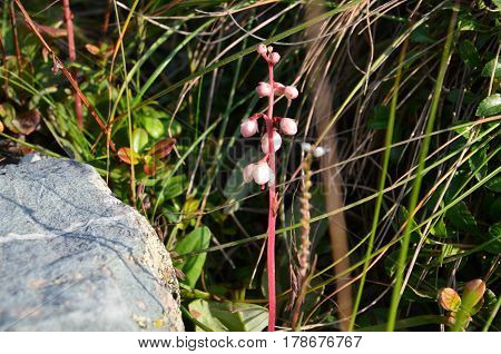 Flower Bergenia Crassifolia