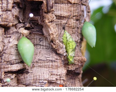 Caterpillars on the tree waiting to be butterfly nature wildlife