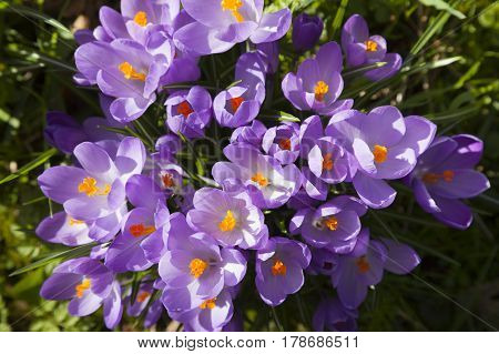 closeup of purple crocusses seen from above on sunny spring day