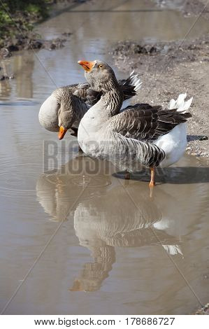 two grey geese stand reflected in muddy puddle on side of road