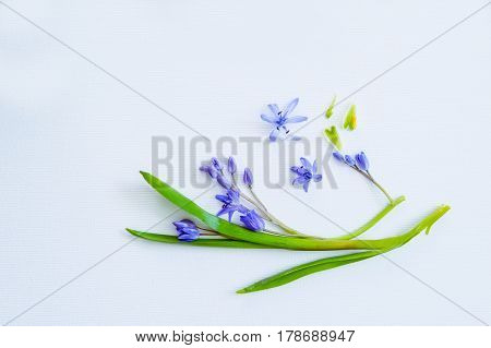 Close Up Composition Of Blue Primroses On The White Textured Background. Top View. Free Space For Te
