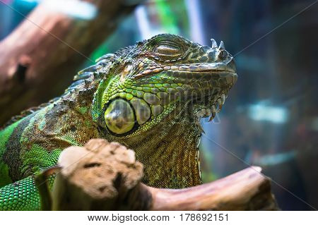Common Green Iguana In Terrarium