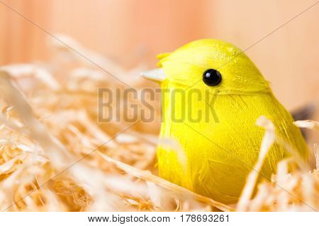 Spring yellow bird in hay nest. Copy space on the left.