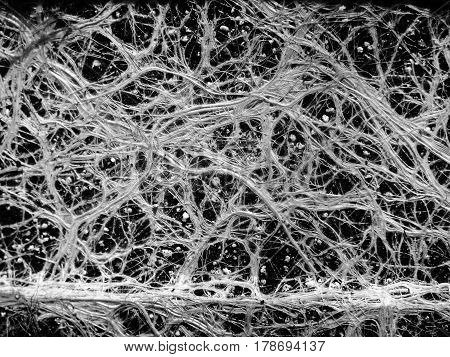 Amazing and incredible plant roots like a neural network
