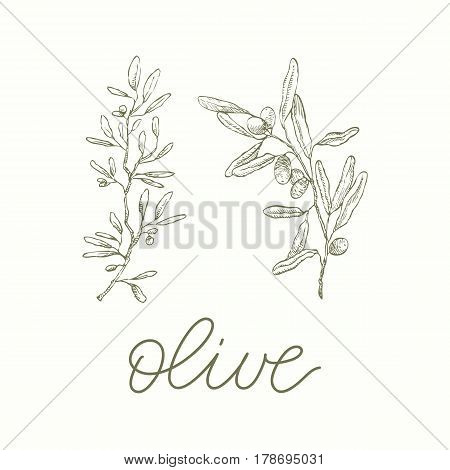 Olive Branches. Vector Calligraphy Green colour Fresh leaves
