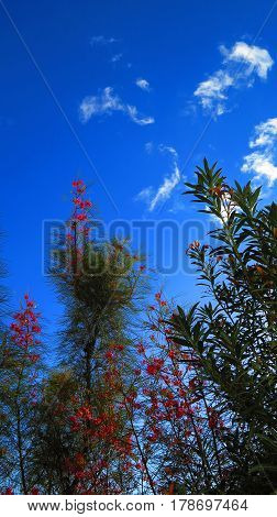Flowering Grevillea Shrub