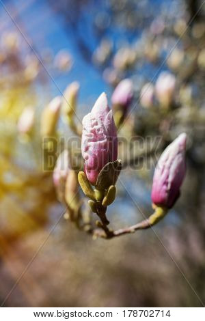 Magnolia buds in spring with sunbeams close up with short depth of field