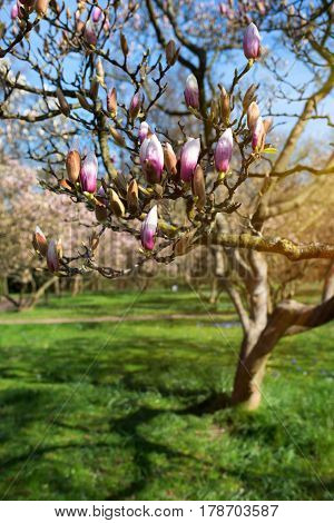 Flowering magnolia tree in spring close up with short depth of field