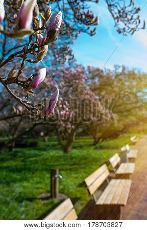 Magnolia blossom in a park with benches and short depth of field