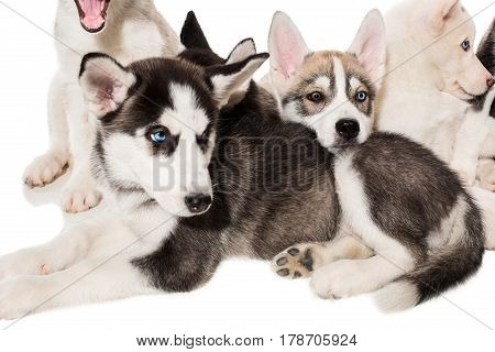 group of happy siberian husky puppies on white. Beautiful puppies