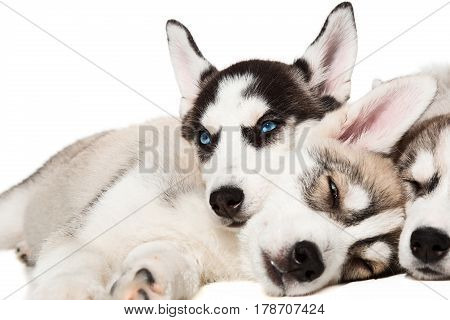 Siberian Husky puppies. Charismatic puppies on a white background. Isolated. Puppies are tired and sleeping