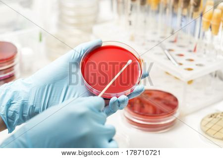 lab technician hand planting a petri dish. Laboratory, research, analysis. Close-up
