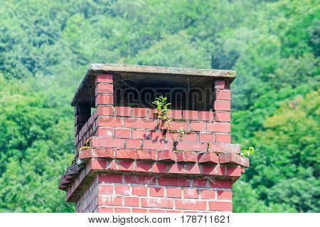 Chimney made of bricks on an old dirty roof. A tree grows from the fireplace.