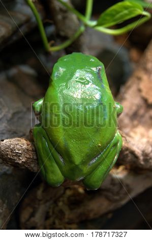Giant Tree Frog phyllomedusa bicolor macro close up
