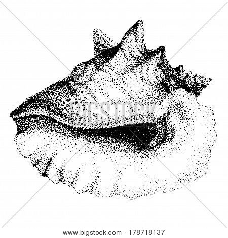 Illustration with Big Seashell on the White Background