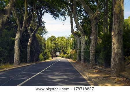 Road with the trees landscape near at Perpignan France.