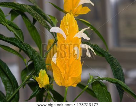 Lollipop or Golden Shrimp Plant Pachystachys lutea flower close-up selective focus shallow DOF.