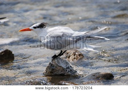 Royal tern bird on a rock jutting out of the water.