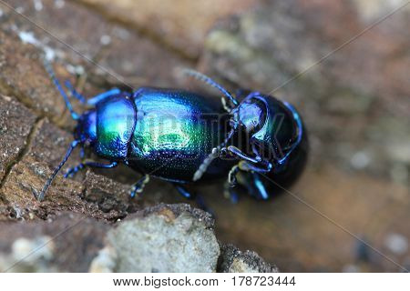 Beetle Bug Chafers Are Having Sex