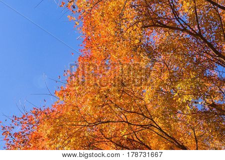 Maple tree in autumn with blue sky background