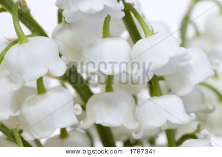 Schneeglöckchen