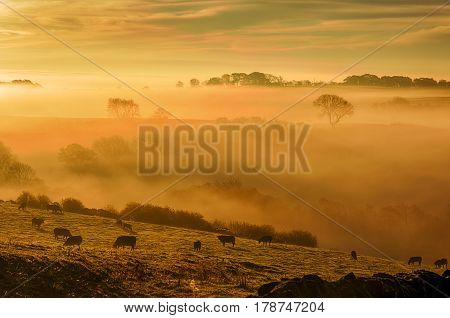 Golden mist as the sun sets over Kininvie farmlands, Teesdale, England