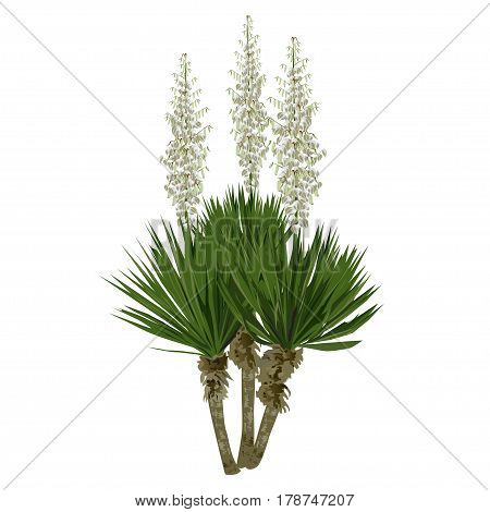 Large plant of a yucca (Yucca filamentosa) with flowers