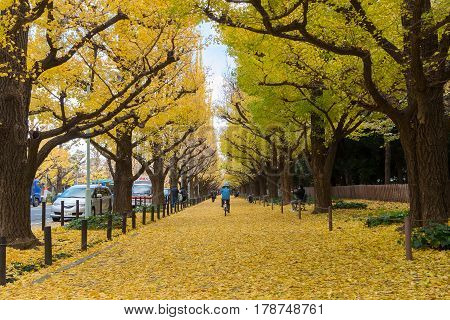 TOKYO JAPAN : November 29 2016: The Gingko Avenue in Meiji Jingu Gaien Park is one of the most famous place for its beautiful autumn leaves in Tokyo Japan