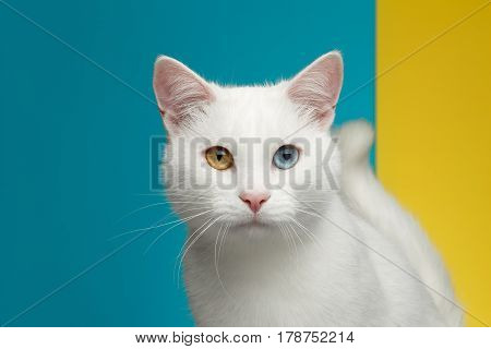Portrait of Pure White Cat with odd eyes and tail on bright Blue and Yellow Background, front view