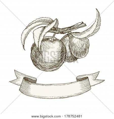 Vector illustration of highly detailed hand drawn peaches with ribbon