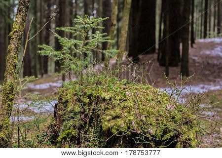 New life concept. Young pine tree growing on stump in forest