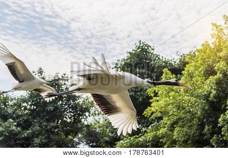 Red-Crowned crane