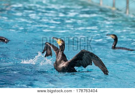 Cormorant Black cormorant playing in water