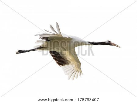 Red-Crowned crane isolated on white
