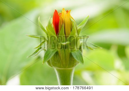 Mexican sunflower in the garden on nature background.