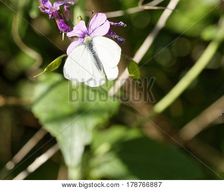 detail of cabbage butterfly in a meadow