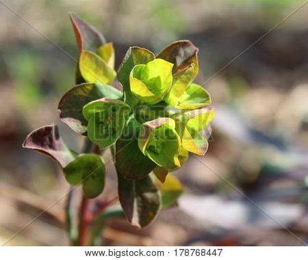 The unusual green flowers of Euphorbia amygdaloides purpurea, also known as purple wood spurge, in a natural outdoor setting.