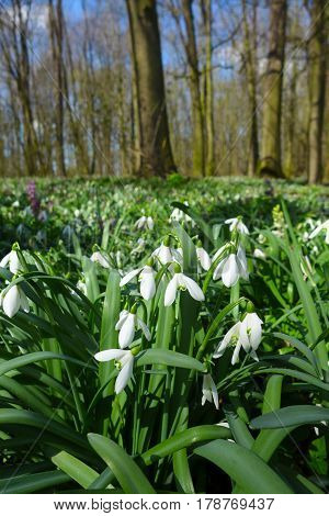 Spring wild snowdrop flowers Galanthus nivalis blooming in the forest near Dobrin in a sunny day. Czech Republic.