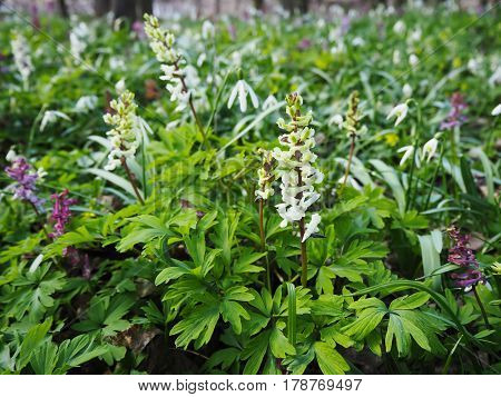 Wild floral carpet made of bulbous white fumewort Corydalis cava and snowdrop flowers Galanthus nivalis blooming in the spring forest near Dobrin in a sunny day. Czech Republic.