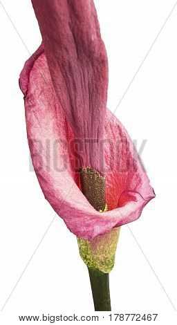Flowering amorphophallus close-up on a white background