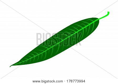 Willow - leaf vector illustration , willow leaf,