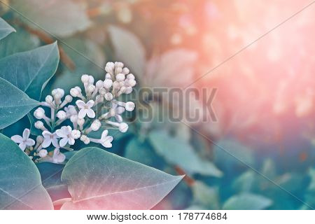 Spring landscape. Bunches of flowers of lilac