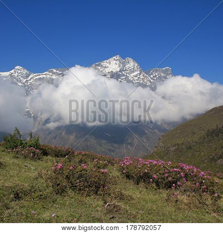 Spring day in the Everest National Park Nepal. Pink wildflowers and snow capped mountain.