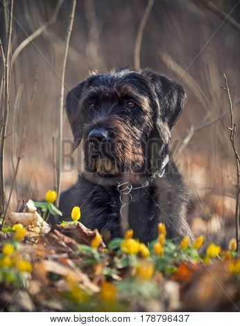 Cute black mutt dog with funny face sitting on spring meadow.