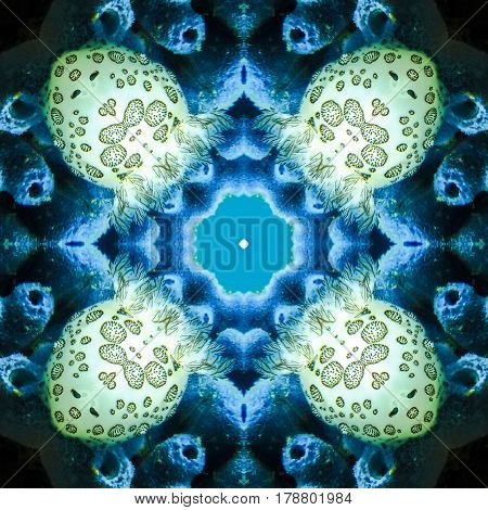 mandala kaleidoscope abstract background made from seaslug under water