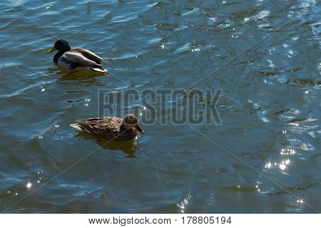 Two Ducks On Pond.