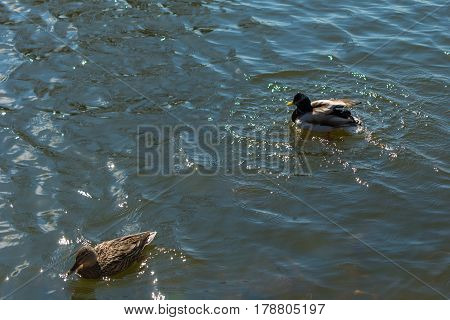Two Ducks On Pond.
