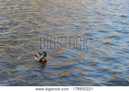 Duck On Pond.